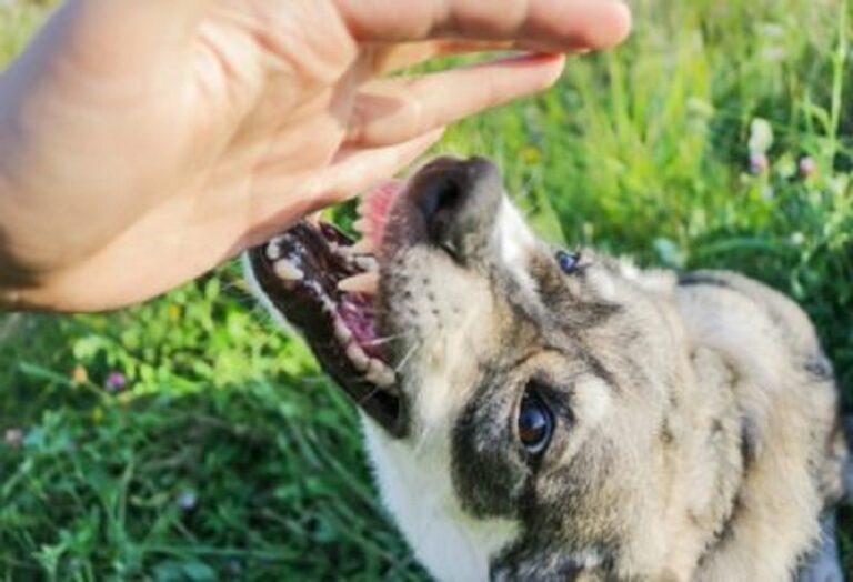 Liability for dangerous animals in tort law