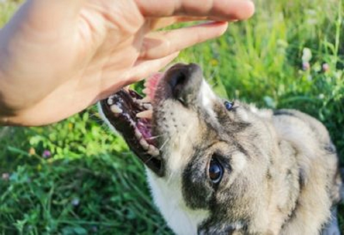 Liability for dangerous animals in tort law